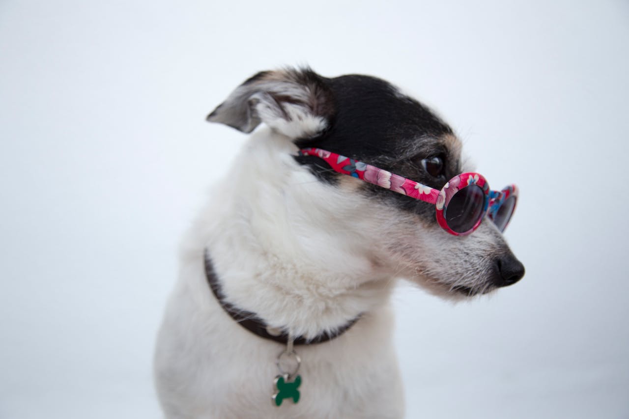 our-story Adorable Jack Russell wearing stylish floral sunglasses, side profile view.