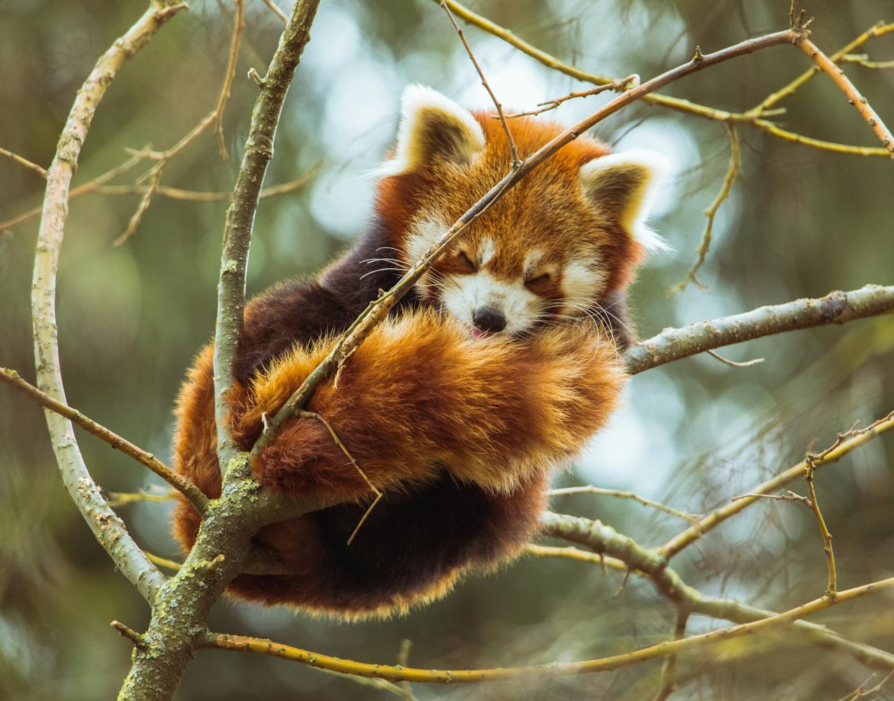 who-we-are Cute red panda resting comfortably on a tree branch, showcasing its natural habitat and behavior.